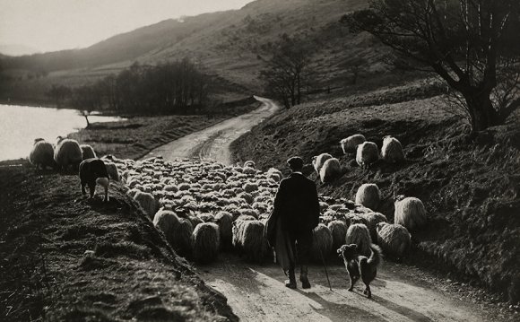 A man herds sheep with the