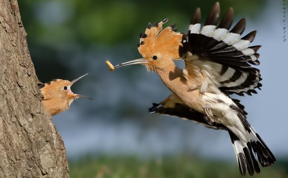 Terrific Birds Photography by