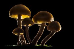Brown Stew Fungus (Kuehneromyces mutabilis)