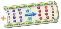 Capillary electrophoresis