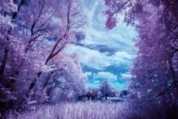 How to shoot infrared photography with a filter: step 4