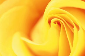 How to take good photos: use the Golden Spiral technique
