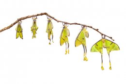 African Moon Moth (Argema mimosae) Sequence
