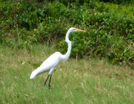Wildlife example