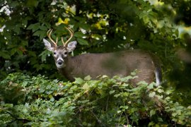 Wildlife photography of deer
